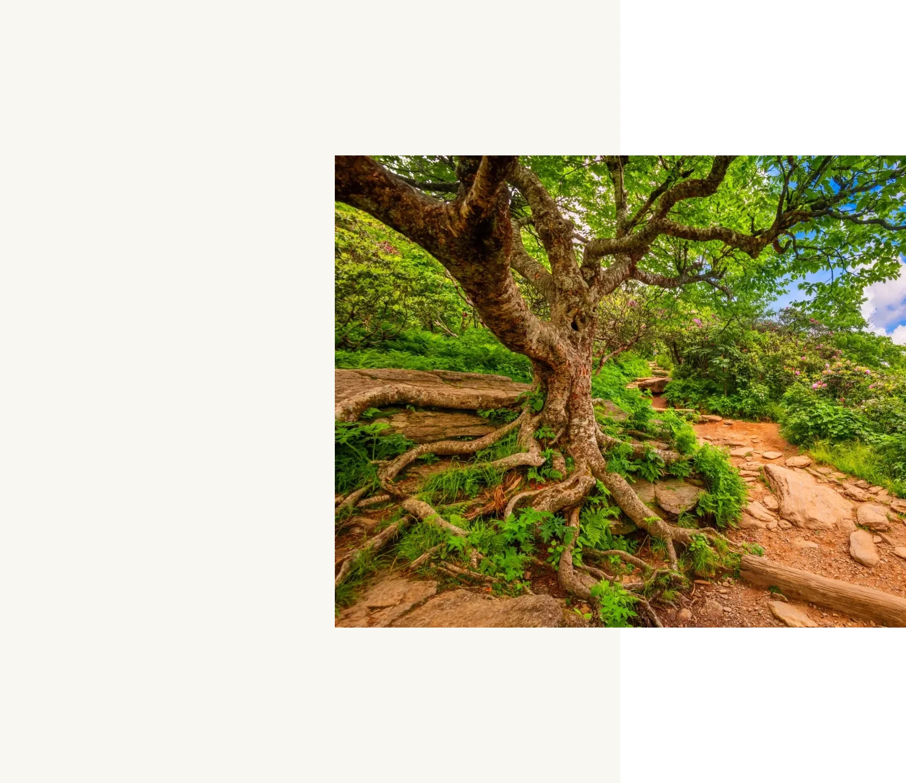 Tree with exposed roots on rocky path.